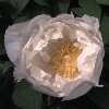 Paeonia 'Godaishu', japanische Strauchpfingstrose