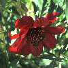 Paeonia delavayi / Strauchpfingstrose - dunkelrote Form