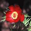 Paeonia biebersteiniana (Kolchidien/Georgien)