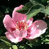 Paeonia jishanensis ?