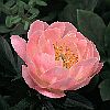 Paeonia 'Soft Salmon Saucer'; Stauden-Hybride