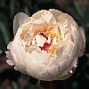 alte Lactiflora-Sorte aus Schweden