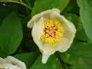 tomentosa2