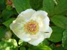 tomentosa7