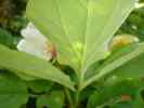 tomentosa8