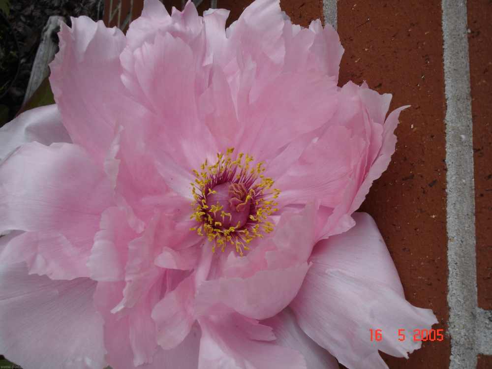 rosa_jap2