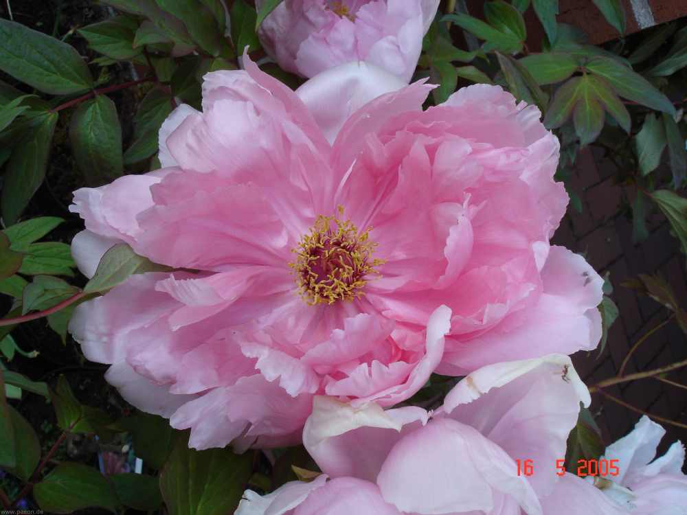 rosa_jap5