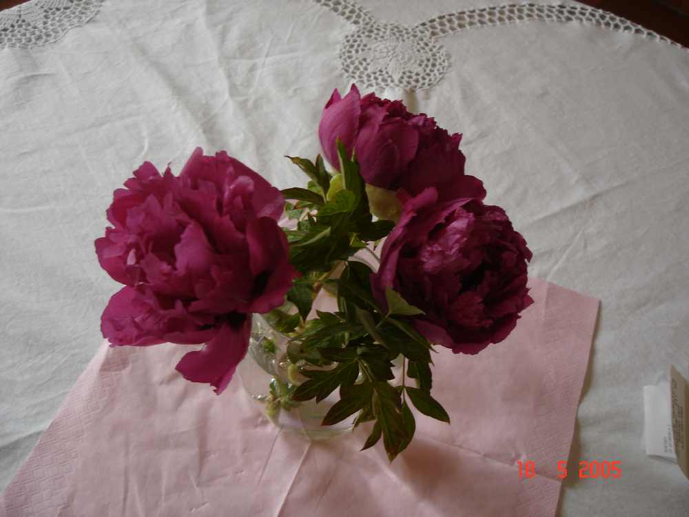 strauss2