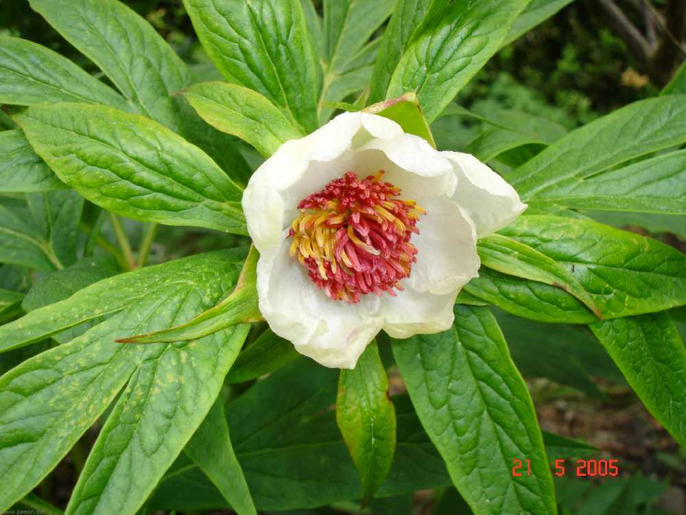 early_windflower_3