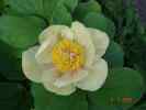 mlo_pilous5