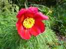 x_hybrida2