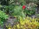 x_hybrida5