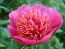 anemoneflora_rosea2