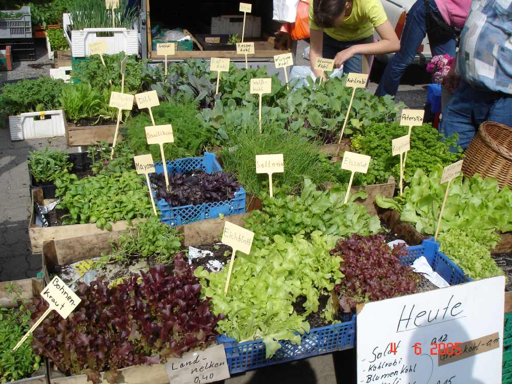 markt_in_cottbus6