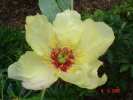 golden_vanitie2