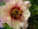 marchioness1