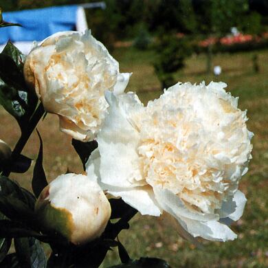 Bridal gown peony deals