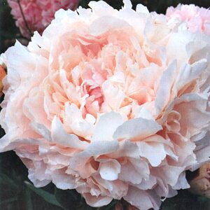 DOLORODELL(Lins, 1942], Fleur rosé moyen tendre mais vif. Ses ...