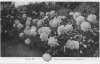 032b_plate 6_peonies massed in front of shrubbery