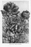288b_plate 40_paeonia tenuifolia
