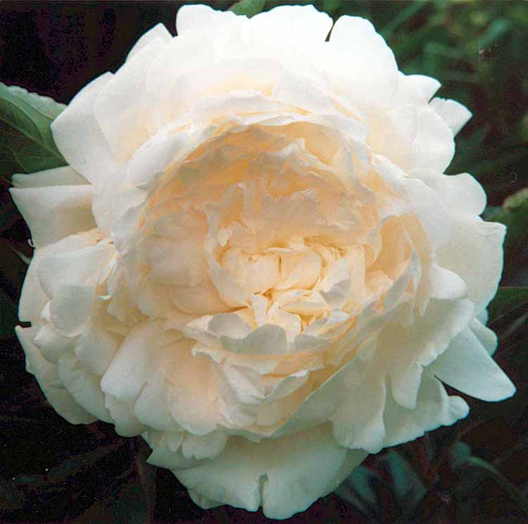 American PeonySociety National Exhibition Grand Champion 1954.
