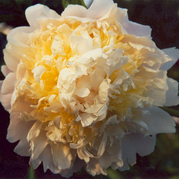 Son of the cheese Peony Fleece Jacket