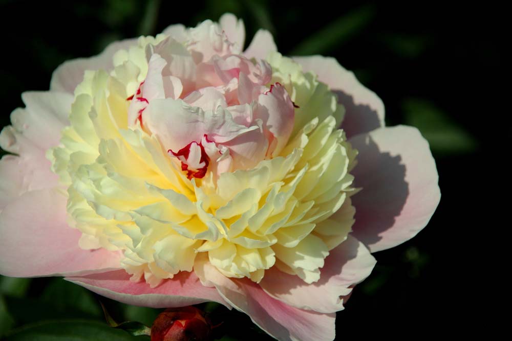 Symphonic Rhapsody Peony 交響狂詩篇 冬牡丹 駿河屋 -<中古>Symphonic Rhapsody ”Peony” -交響狂詩篇 冬牡丹