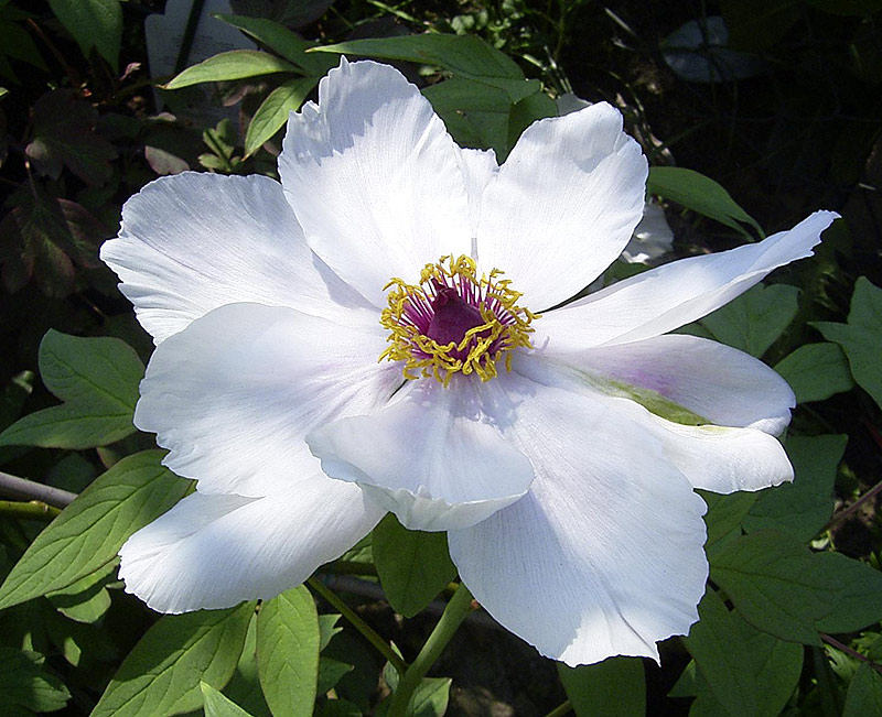 Chinese Tree Peony, Chinesische Strauchpfingstrose